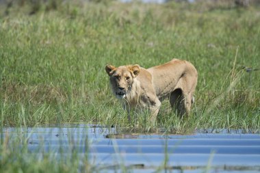 Afrika aslanı Kruger National park, Güney Afrika