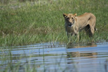 lion in the water in the savannah of zimbabwe