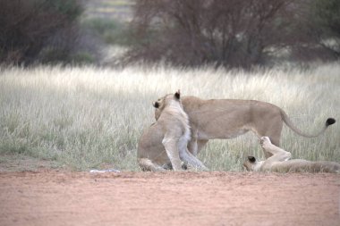 Savannah dişi aslan