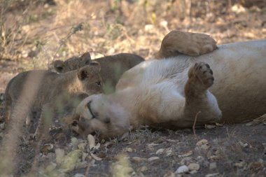 lion in the wild africa in nature and beautiful nature of the west white river