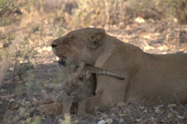 Kenya bozkırında genç bir aslan
