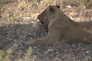 Hayvanat bahçesinde bir aslan