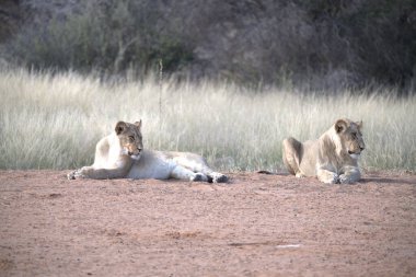 a pair of lions in the grass in the etosha national park, namibia