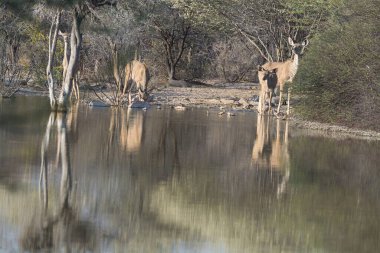 Hayvanat bahçesindeki bir grup hayvan.