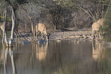 african bush drinking from waterhole at the waterhole in etosha national park, namibia