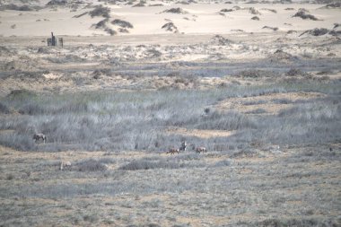 Çölde bir grup at.