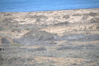 Dağlarda bir kuş sürüsü