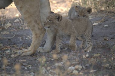 lion cub walking in dirt road in the park