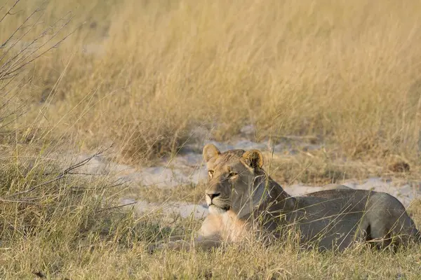 Afrika aslanı Kruger Ulusal Parkı, Güney Afrika