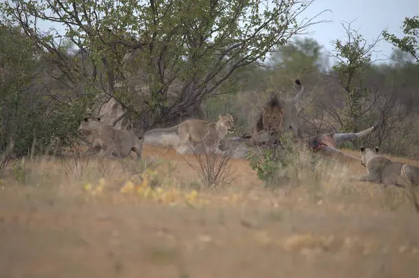 Savanadaki bir grup aslan.