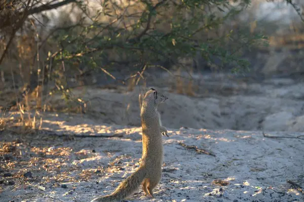 Çöldeki kırmızı sincap