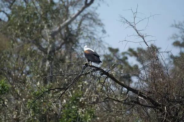 grey heron in the florida swamp, usa,