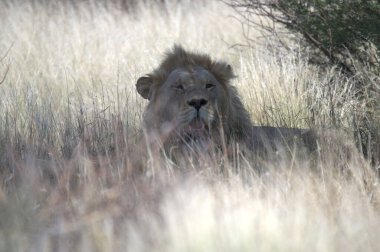 Kenya savanındaki aslan