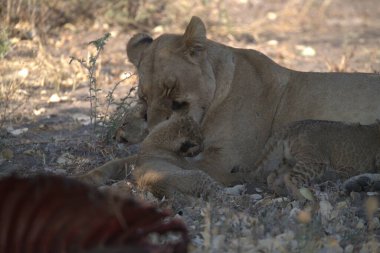 lion cubs playing in kruger national park in africa