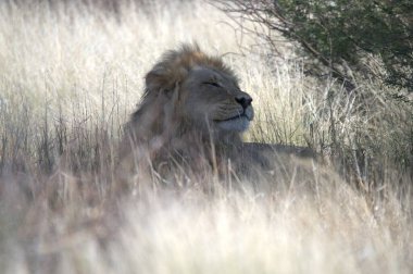 Aslan ın kruger national park, Güney Afrika