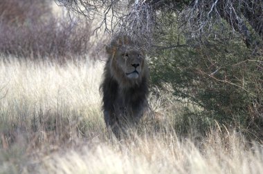 Güney Afrika 'daki Kruger Ulusal Parkı' nda aslan var.