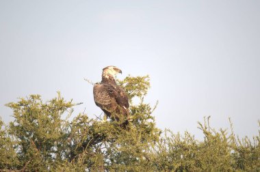 Ağaç üzerinde kartal