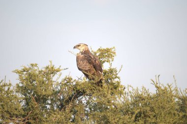 eagle bird with tree, wildlife
