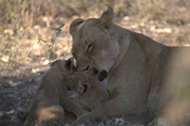 lion cub playing with mother in the nature