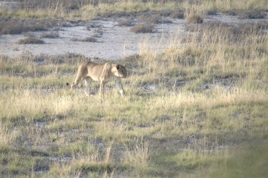 Savanadaki vahşi aslan
