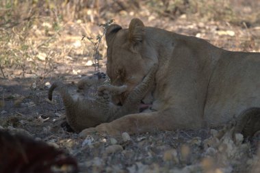 lion in africa savannah in africa