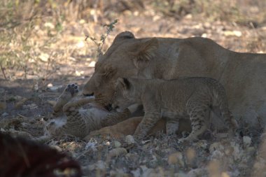 Savannah genç aslan