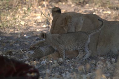 a lion with its cub