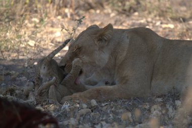 a closeup shot of a cute lion lying on grass