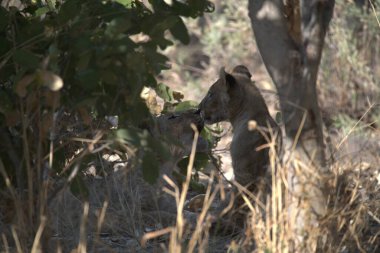 Kızıl geyik (cervus elaphus )