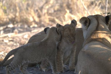 Aslan yavrusu yerde oynuyor.