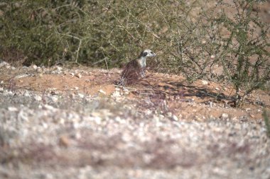 Şirin bir kuşun yakın plan fotoğrafı.