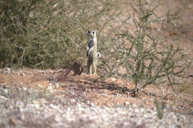 meerkat in the middle of the desert