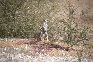 a closeup of a brown - tailed squirrel in the middle of the desert