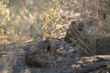 wild african lion in the kruger park