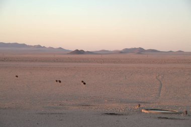 beautiful landscape with a tree in the sahara