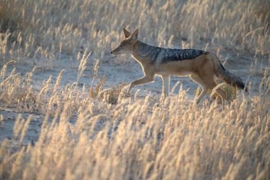 red fox walking in the sand dunes
