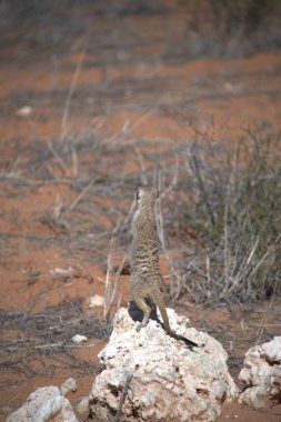Ormandaki bir kuşun yakın çekimi.