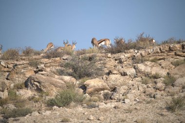 wild horses at the utah desert