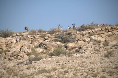 a closeup shot of a cute lion in the desert with a blurred background