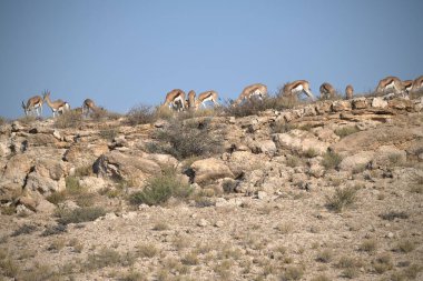 a group of wild horses in a desert