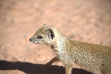 meerkat kum üzerinde