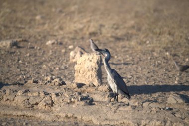 Namibya 'da çölde bir kuş
