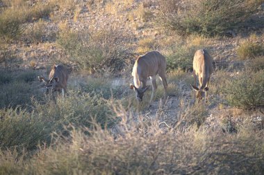 Vahşi doğada geyik