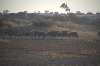 big group of deers in the savannah in kenya