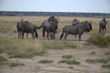 Namibya bozkırında antiloplar