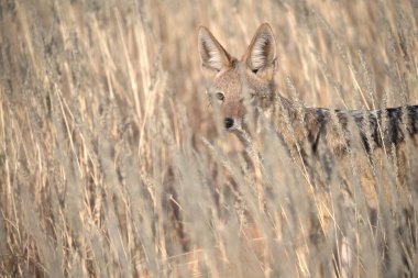 Tarlada vahşi bir tilki