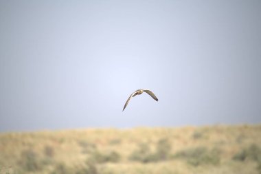 Gökyüzünde uçan bir kuş