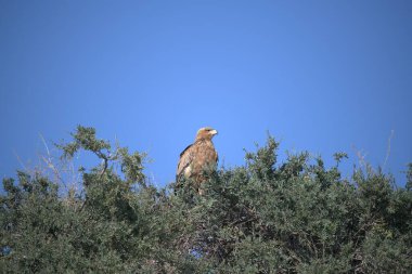 Doğadaki güzel kuşun manzarası