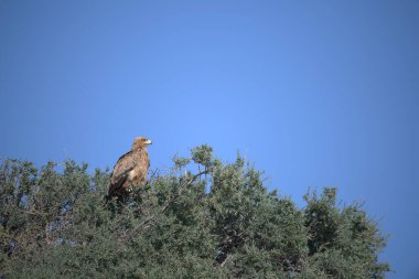 Ormandaki ağaçtaki kuş