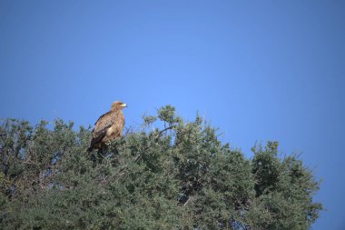 Vahşi doğada Altın Kartal